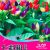 অর্নামেন্টাল মরিচ বীজ | Ornamental Chili Seeds