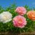 পর্তুলাকা ফুলের বীজ (Portulaca Seeds)
