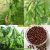 কেরালা শিম বীজ | Kerala Bean Seeds