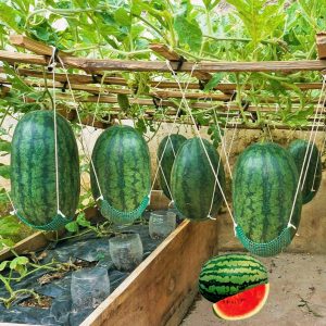 তরমুজ বীজ | Watermelon Seeds