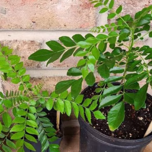 কারি পাতার চারা | Curry Leaf Seedling