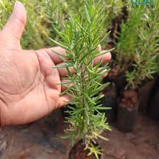 রোজমেরি গাছের চারা | Rosemary Plant Seedling