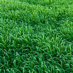 জুই ঘাস বীজ | Zoysia Grass Seeds