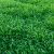 জুই ঘাস বীজ | Zoysia Grass Seeds