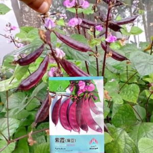 F1 হাইব্রীড লাল সিম বীজ | F1 Hybrid Hybrid Red Bean ( Chainis)