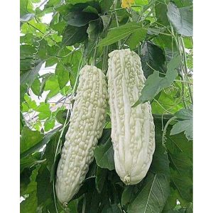 সাদা মিষ্টি করলা বীজ-(5/10 টি বীজ থাকবে) কম তিতা, বেশি ফলন ও সুস্বাদু