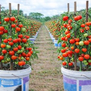 চেরি টমেটো  cherry tomatoes বীজ