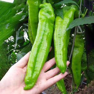 ব্যানানা মরিচ মিনি প্যাকেট