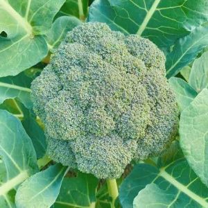 ব্রকলি (Broccoli) বীজ